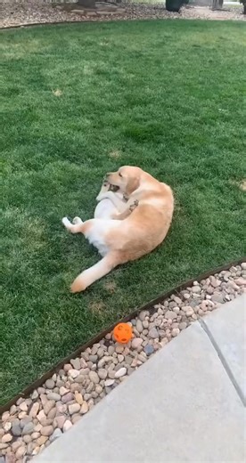 My Cute Yellow Lab 😂 My gosh 😂 Now every time I look at my golden boy, I can't help but think he’s going to sound like Bo! The laughter gets me every time! 😂😂 #CuteLab #LabradorRetriever #DogLovers #GoldenBoy #Pawtastic Source: @boandreggie | Yellow Labrador Lovers