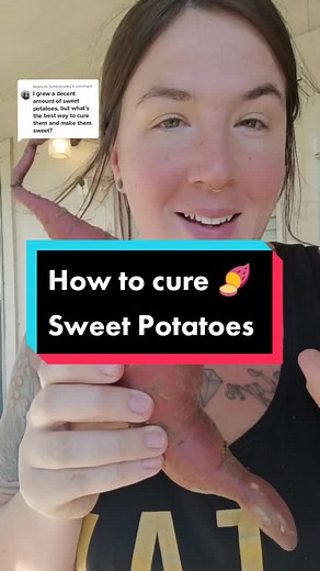 Curing Sweet Potatoes at Home: 3 Effective Methods