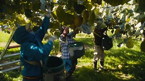 2.4K views · 71 reactions | KIWI HARVEST! Did you know California grows Kiwi fruit? Check out our interactive map with more than 500 road trip locations and ideas. https://www.abc10.com/bartells-backroads | John Bartell | Facebook