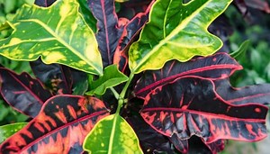 Mammy Croton: How To Make Codiaeum Variegatum Thrive