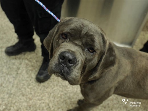 21K views · 972 reactions | A couple of weeks ago, our Field Services team rescued a Cane Corso from the freeway. The dog, now named Sully, is in our care and will be going up for adoption when he's ready. Your support of Michigan Humane helps keep our team on the road so we can continue to impact the lives of animals like Sully. #mhumane #rescue #animalrescue #animallove #betterwithpets | Michigan Humane | Facebook