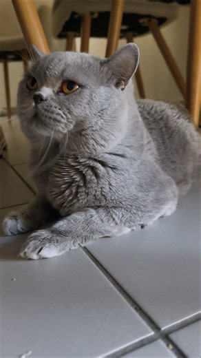 Wait for That Loud Meow… 😹 British Shorthair Has Something to Say!