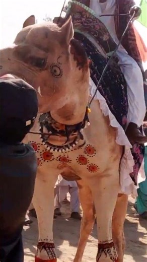 Look at how beautifully the camel is dancing in the fair.