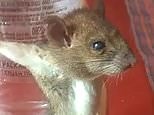 Horrifying moment mouse is tied to a bottle and repeatedly hit