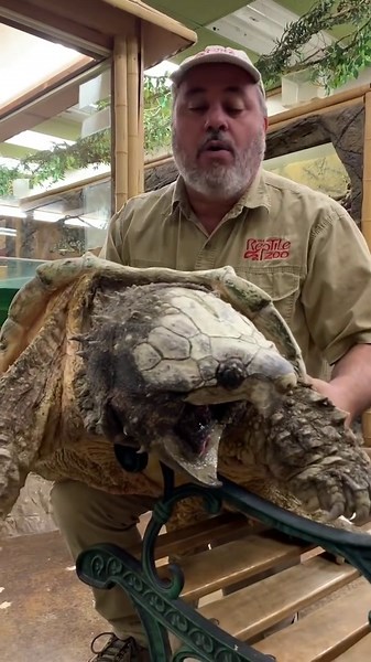 125-year-old alligator snapping turtle shows ancient reptile features