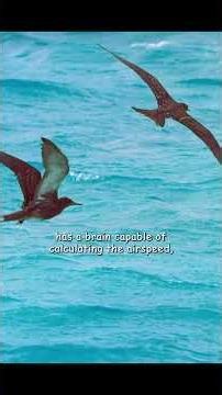 Oh my gosh, these fish can actually catch birds in mid-flight! #wildlife #animals #shortvideo