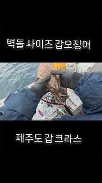 졸업식 다녀왔습니다 정말 사이즈 크네요 이렇게 벽돌 사이즈 나오면 다음물때는 어떨지 예측이 힘듭니다 산란 막바지같기도 합니다 #심해갑오징어