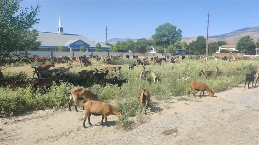 Throwback Thursday! That time the empty lot by Carson High School was invaded by goats (7/2021). By Joe Reinbolt😀😍😎✌️🐐 | Carson City Pix
