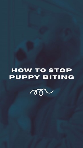 Stop Puppy Biting: Effective Training Tips