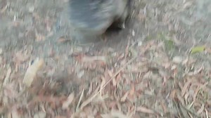 20K views · 2.3K reactions | Who knew little legs could go so fast  Boggle Rose being a furry bowling ball | Wombat Awareness Organisation | Facebook