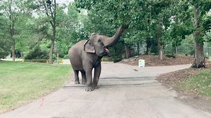 136K views · 10K reactions | In the summer, Lucy and her team often...