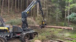 Precision Tree Removal with Cutting-Edge Equipment