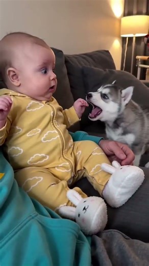 When a Baby Meets a Talkative Husky... (Too Cute!)