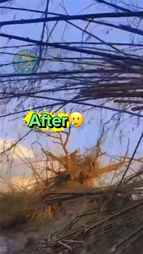 #JamaicaStrong | Petrona Levy