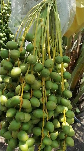 "Bountiful & Beautiful Date Fruits 🌴 | Stunning Ripe Dates Hanging on the Tree"thailand