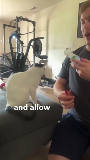 How to Administer an Inhaler to a Cat with Asthma EASY #cat #cutecat #kitten #catlover