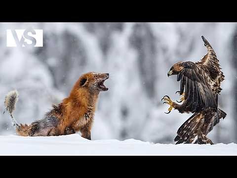 YOSEMITE | The Wildest Wildlife of the American West – America's National Parks