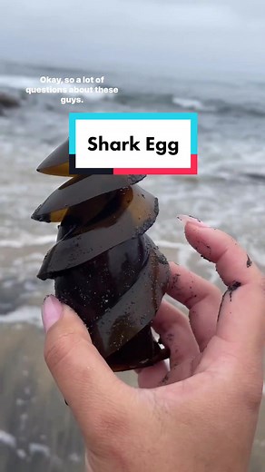 Finding #sharkegg casing on the beach 🤯 The egg casing of a California #hornshark is a unique structure that serves as a protective case for the developing shark embryo. These egg cases, commonly referred to as