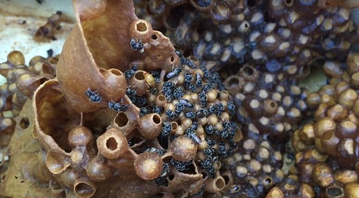 Stingless bee basics- Types of stingless bees