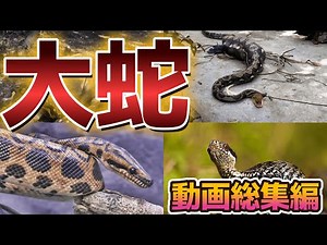 「大蛇」動画 総集編