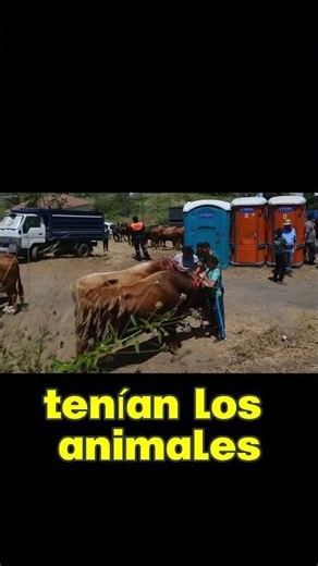 🐂 A Tenerife tradition that is disappearing