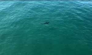 SHARK ALERT! 🦈 ⚠ Oceanside lifeguards have temporarily closed the city's ocean shoreline from Wisconsin Avenue to Harbor Beach due to hammerhead shark sighting. http://www.cbs8.com/story/38883426/hammerhead-shark-sighting | CBS 8 San Diego