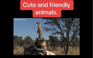 动物世界～猫鼬(狐獴) mongoose