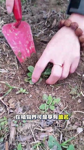 Unveiling the Mysterious Toad Skin Leaf Grass Alongside Roads