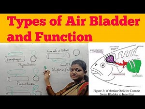 Types of Air Bladder or Swim Bladder in fishes and their Function for BSc MSc Zoology