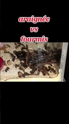 araignée contre fourmis #ants #fourmis #insectes #araignée