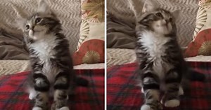 Süßes Kätzchen tanzt zu 'Uptown Funk' von Bruno Mars