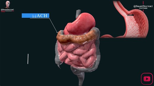 Smart Doctor on Instagram: "Digestive System Organs You May Not Know 😍 Whether you're a biology buff or just curious about how your body works, this video is for you. So sit back, relax, and get ready to "digest" some fascinating facts about your digestive system! Welcome to "Digest This: A 2-Minute Tour of Your Digestive Organs"! In this video, we'll take you on a fascinating journey through your digestive system, starting at the mouth and ending at the anus. You'll learn about all the 