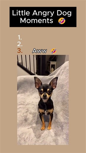 Little Angry Dog Moments 🤣