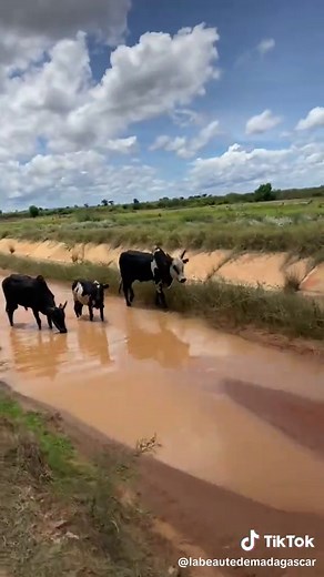 Tiako Madagasikara 🇲🇬❤️#madagascar #voyage #tourism #tulear #baobab