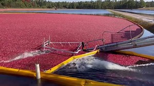 It's harvest time for cranberries, and Wisconsin is the leading U.S. producer of the tart fruit. Learn more about the harvest process and see what kind of crop growers are expecting this year: https://fox11online.com/news/state/wisconsin-cranberry-growers-harvest-crop-jackson-county-bog-wade-brockman-tom-lochner-sauce-juice-united-kingdom-european-union-japan-india | WLUK-TV FOX 11