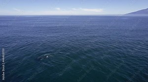 Big orca swimming in dark Pacific waters. Giant mammal on surface of oceanic water with beautiful mountains on background. Orca whale in it's natural habitat. Gigantic orca showing on ocean surface.