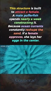 The Fish That Builds Crop Circles..