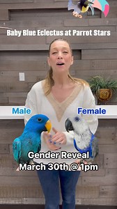 Join Us for our BLUE ECLECTUS Gender Reveal Party, Saturday, March 30th at 1pm!! This is a HUGE deal! We haven’t had a Blue Eclectus at Parrot Stars for almost 4 years. I am BEYOND excited! Comment “Boy” or “Girl” to cast your vote if you think it’s a male or a female! EEEK THIS IS GOING TO BE SO MUCH FUN !!! #parrotstars #genderreveal #genderrevealparty #party #eclectus #blueeclectus #bluesolomonislandeclectus #parrot #bird #birb #birdlover #parrotlover #birdsofinstagram #parrotsofinstagram | P