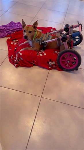 38K views · 2.5K reactions | ❤️Olyan cuki. ❤️A lebénult pitbull lány, Shívácska-Benácska jól kiszaladgálta magát kerekes kocsijával. | Wegera a kommunikátor: Hírek-videók. | Facebook