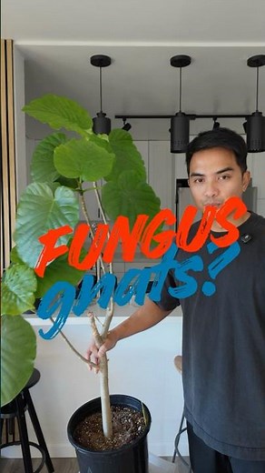 Fungus gnats ? (More info in description)