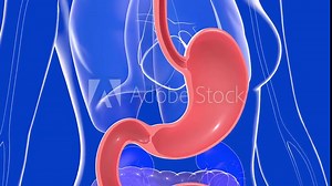 3D animation of stomach in a woman human body. And the anatomy of the transparent crystal internal organs. Dark blue background with lights.