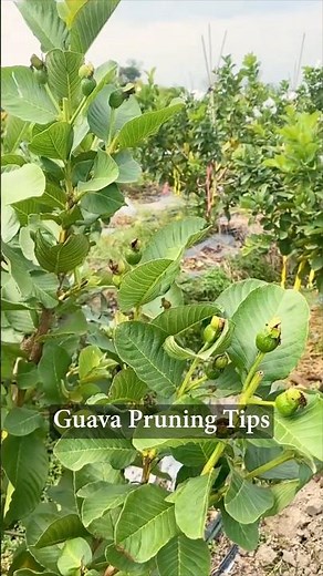 Guava Pruning Tips For Huge Harvest #farmingtech