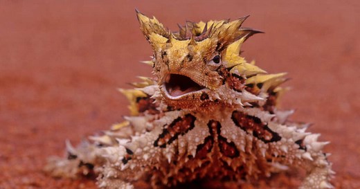 Qu’est-ce que le diable cornu, ce reptile du désert australien doté d’épines redoutables ?
