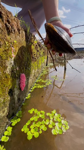 🐌🐌🐌🐌🐌#snail #egg #asmr #relax #reels #remove #satisfying #trending #xuhuong