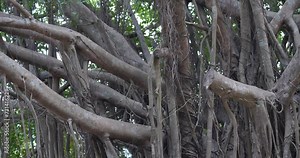 The aerial roots of many trees, ​Root of the tree ,Background tree roots for graphics.
