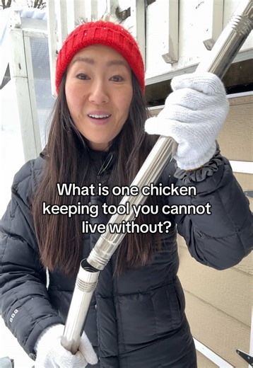 What is one chicken keeping tool you can’t live without?! 🐔 I’ll go first…it’s my chicken poop scooper! It’s durable, made with spring steel, adjustable in height and sifting angles. Works in sand and hemp bedding! Obsessed! #poopscooper #chickencoop #raisingchickens #chickenkeeping #backyardchickens