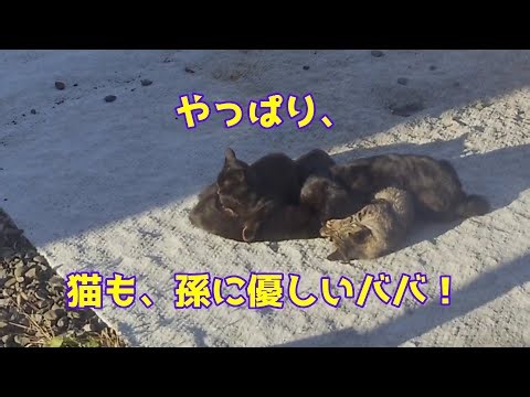 野良猫ピカチュウ育児日記 第12話 #野良猫 #kitten #blackcat #pikachu #pokemon #育児 #子猫 #gato #chat #Katze #gatto #고양이