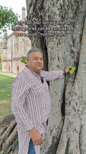 Ever wondered how a tiny Peepal can grow into a majestic tree? Here’s how we do it! 🌱🌿 #peepalbaba #peepalbabasays #treepropagation #peepaltree #bigtrees #growyourown #mothertree #oldtrees #afforestation #plantingagreenerfuture #saplings #peepalbabafoundation | Peepal Baba