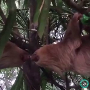 Sunday Slothlove: Two-fingered sloths often show affection by kissing. Theses kisses allow individuals to exchange important bacteria and enzymes which may aid in digestion. #onelove | The Sloth Institute Costa Rica