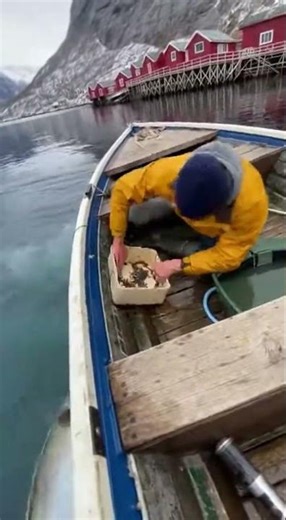 Giant Cod Jumps Into Fisherman’s Boat